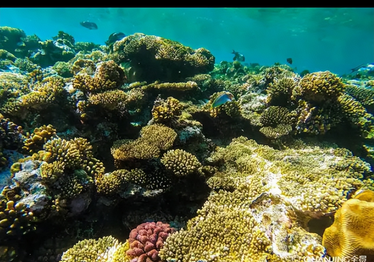 红海在线观看_红海的地理位置和特点_红海为什么叫红海