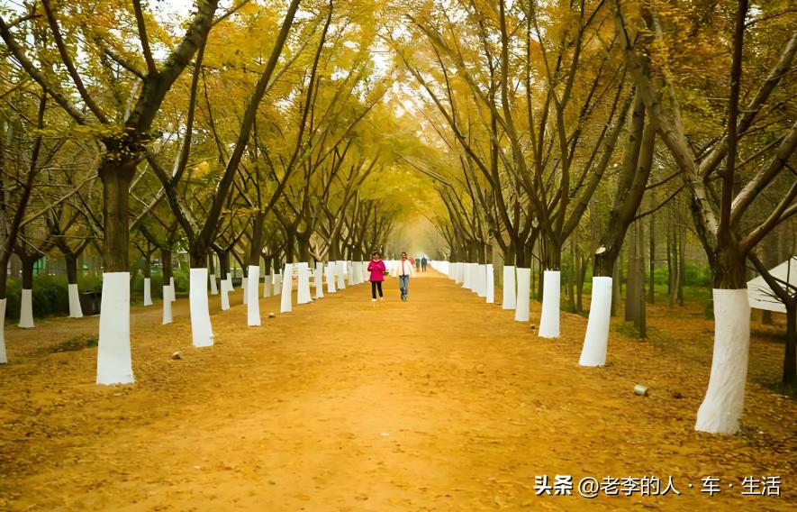 邳州银杏时光隧道_邳州娱乐圈演员_邳州市旅游景点